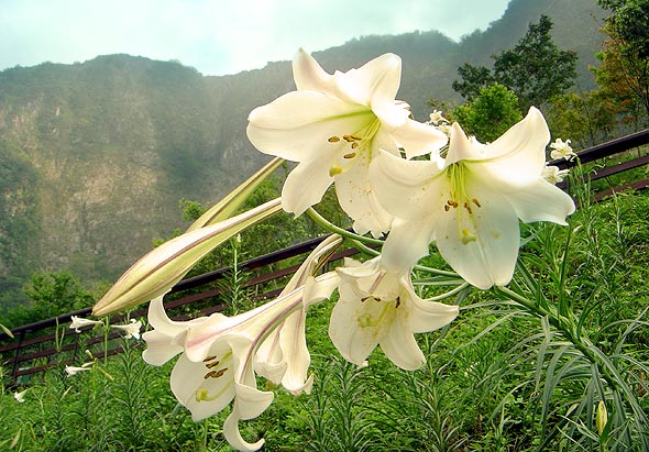 百合花一