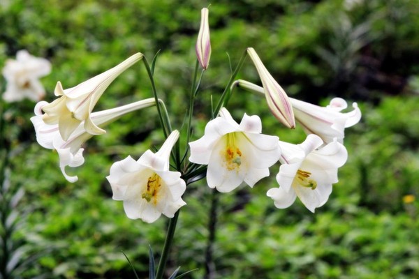 百合花三